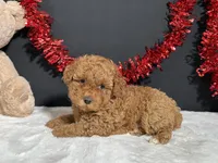 Carson, a male Poodle - Toy  for sale in Plainville, IN – 5 of 5