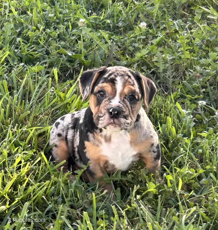 Noah – English Bulldog, Beagle puppy for sale in Plainville, IN
