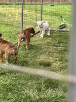 Snow, a male Boxer for sale in Sardinia, OH – Photo 2 of 2