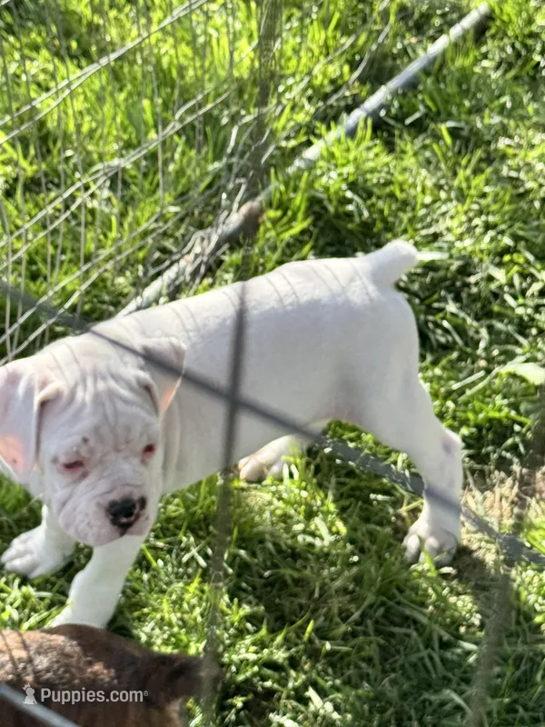 Snow – Boxer puppy for sale in Sardinia, OH
