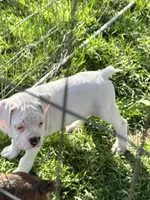 Snow, a male Boxer for sale in Sardinia, OH – Photo 1 of 2