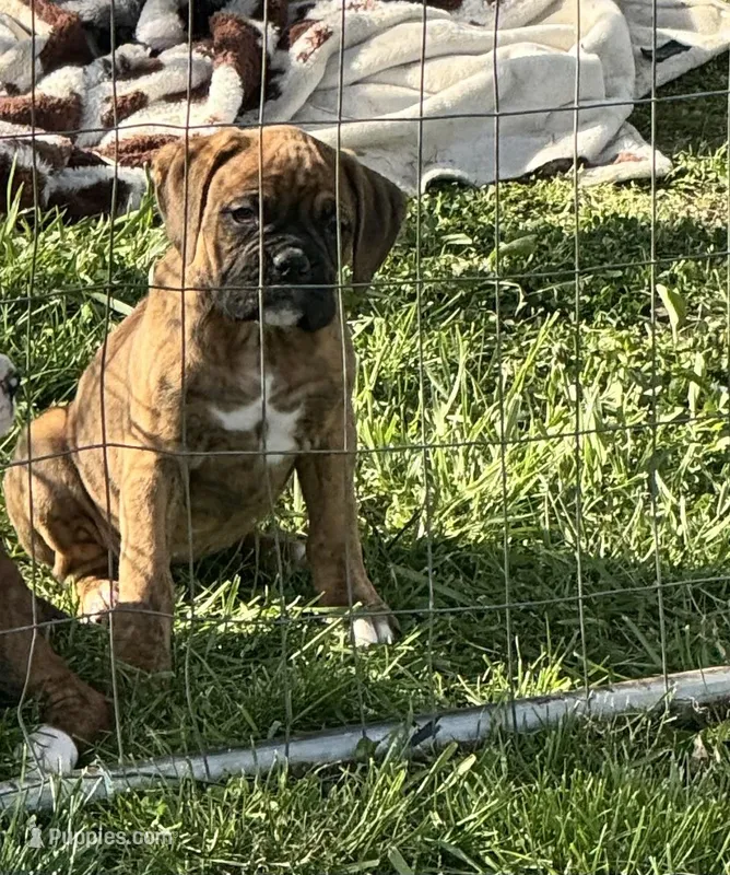 Layla – Boxer puppy for sale in Sardinia, OH