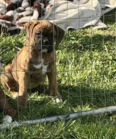 Layla, a female Boxer for sale in Sardinia, OH – Photo 1 of 2