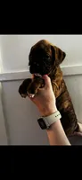 Layla, a female Boxer for sale in Sardinia, OH – Photo 2 of 2