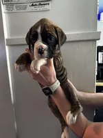 Daisy, a female Boxer for sale in Sardinia, OH – Photo 3 of 3