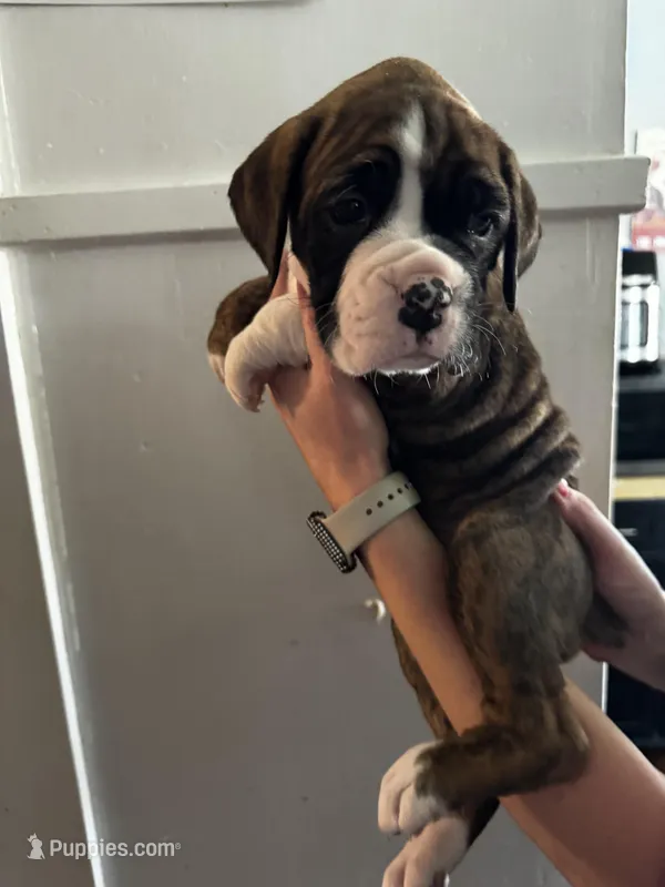 Daisy – Boxer puppy for sale in Sardinia, OH