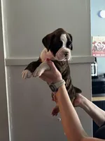 Shasta, a female Boxer for sale in Sardinia, OH – Photo 1 of 2