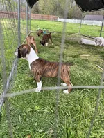 Shasta, a female Boxer for sale in Sardinia, OH – Photo 2 of 2