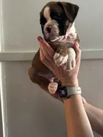 Baby girl , a female Boxer for sale in Sardinia, OH – Photo 3 of 4