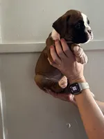 Baby girl , a female Boxer for sale in Sardinia, OH – Photo 4 of 4