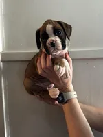 Baby girl , a female Boxer for sale in Sardinia, OH – Photo 2 of 4