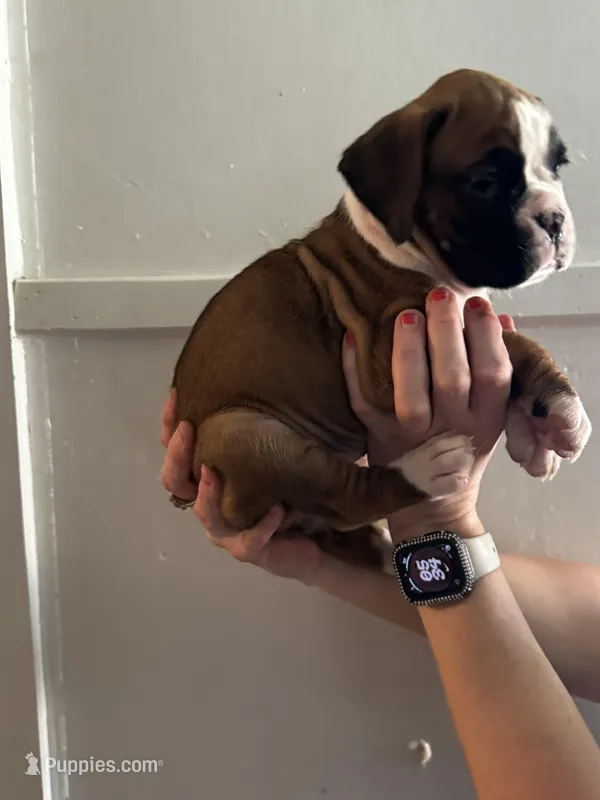 Baby girl  – Boxer puppy for sale in Sardinia, OH