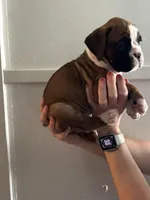 Baby girl , a female Boxer for sale in Sardinia, OH – Photo 1 of 4