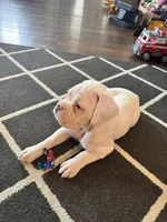 Dozer, a male Boxer for sale in Sardinia, OH – Photo 2 of 2