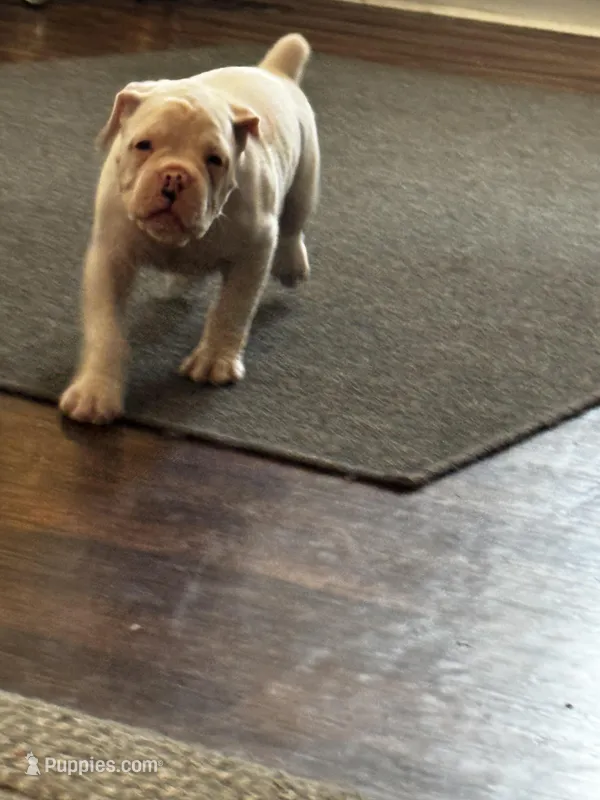 Dozer – Boxer puppy for sale in Sardinia, OH