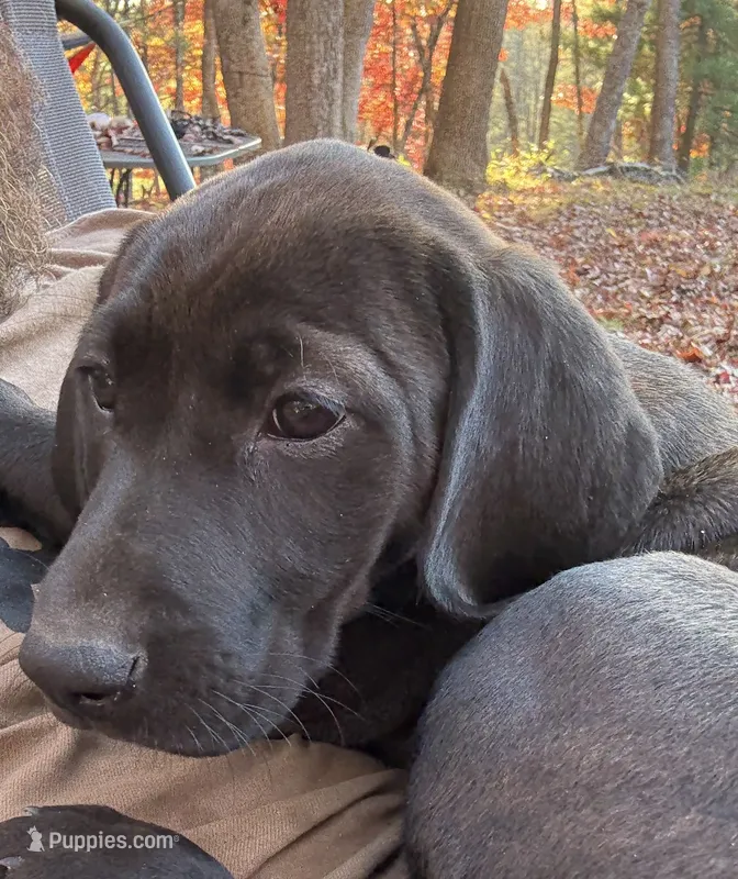 Birdy – Plott, Labrador Retriever puppy for sale in Baldwin, MI