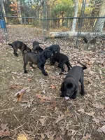 Birdy, a female Plott and Labrador Retriever for sale in Baldwin, MI – 2 of 3