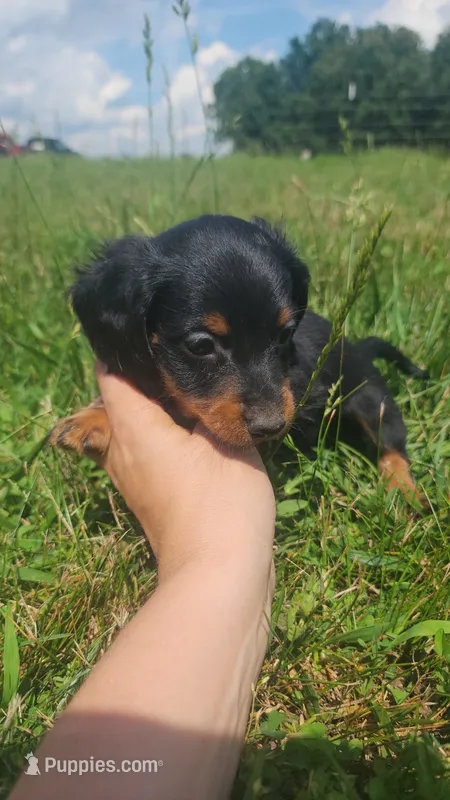 Male – Dachshund puppy for sale in Mountain Grove, MO
