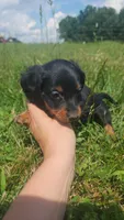 Male, a male Dachshund for sale in Mountain Grove, MO – 1 of 4