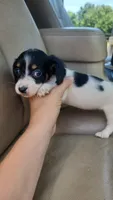 Female 1, a female Dachshund for sale in Mountain Grove, MO – 2 of 3