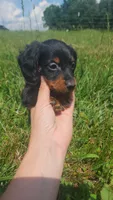 Male, a male Dachshund for sale in Mountain Grove, MO – 3 of 4