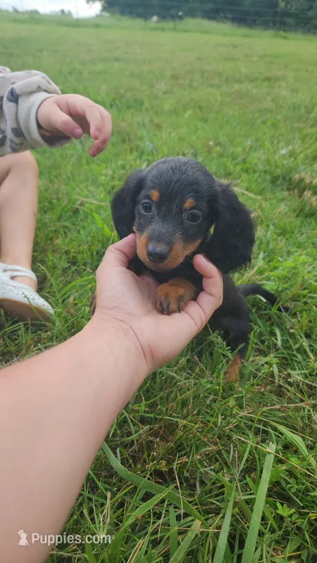 Male – Dachshund puppy for sale in Mountain Grove, MO