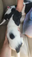 Female 2, a female Dachshund for sale in Mountain Grove, MO – 3 of 4