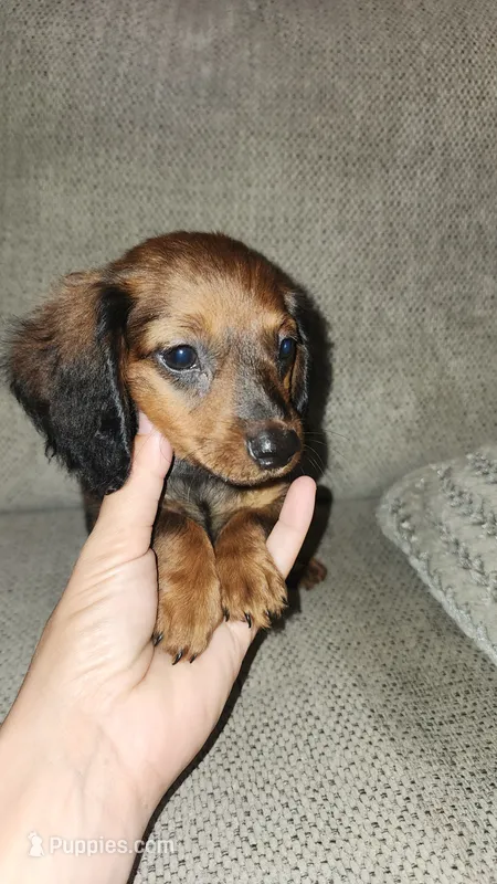 Male – Dachshund puppy for sale in Mountain Grove, MO