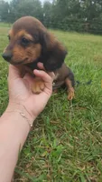 Male 2, a male Dachshund for sale in Mountain Grove, MO – 2 of 4