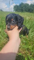 Male, a male Dachshund for sale in Mountain Grove, MO – 2 of 4