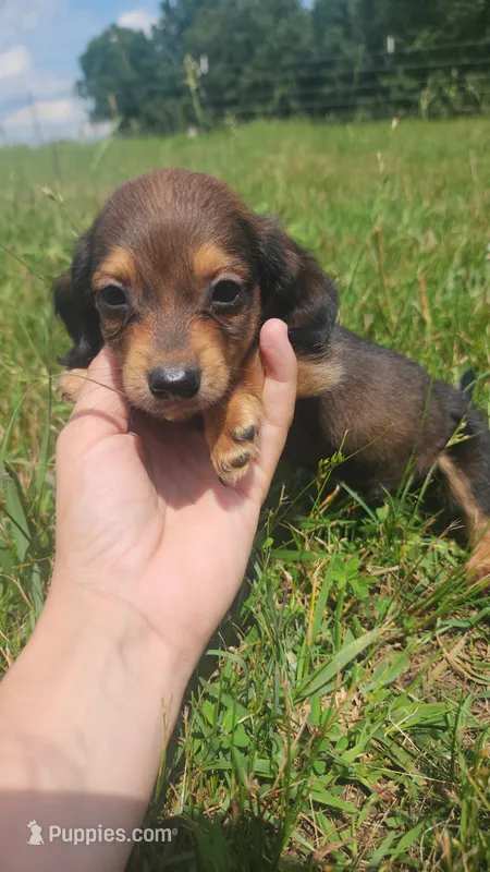 Male – Dachshund puppy for sale in Mountain Grove, MO