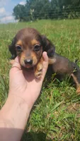Male, a male Dachshund for sale in Mountain Grove, MO – 2 of 2