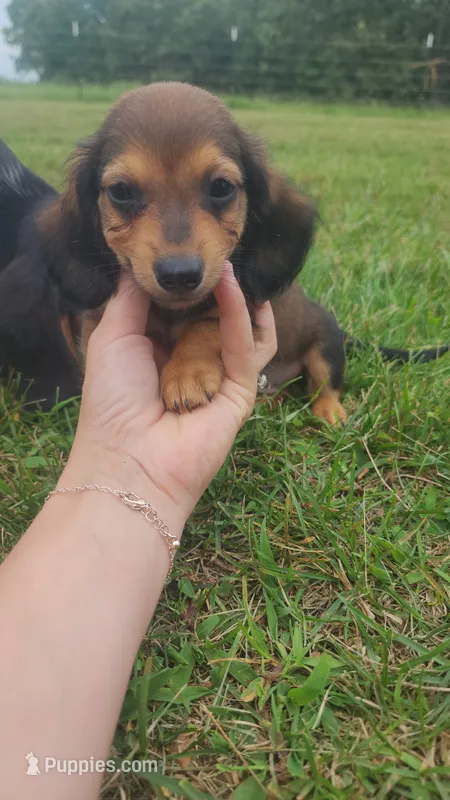 Male 2 – Dachshund puppy for sale in Mountain Grove, MO