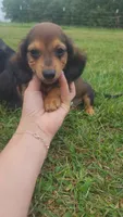 Male 2, a male Dachshund for sale in Mountain Grove, MO – 1 of 4
