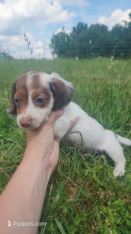Male – Dachshund puppy for sale in Mountain Grove, MO