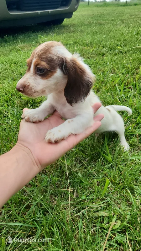 Male – Dachshund puppy for sale in Mountain Grove, MO