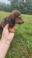 Male 2, a male Dachshund for sale in Mountain Grove, MO – 4 of 4