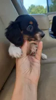 Female 1, a female Dachshund for sale in Mountain Grove, MO – 3 of 3