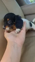 Female 2, a female Dachshund for sale in Mountain Grove, MO – 4 of 4