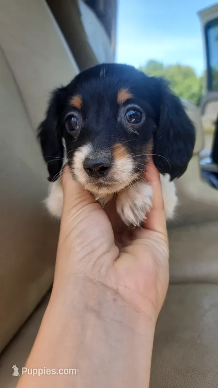 Female 2 – Dachshund puppy for sale in Mountain Grove, MO
