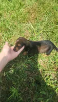 Male, a male Dachshund for sale in Mountain Grove, MO – 1 of 2