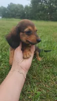 Male 2, a male Dachshund for sale in Mountain Grove, MO – 3 of 4