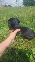 Male, a male Dachshund for sale in Mountain Grove, MO – 4 of 4