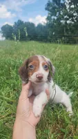 Male, a male Dachshund for sale in Mountain Grove, MO – 2 of 2