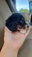 Female 2, a female Dachshund for sale in Mountain Grove, MO – 2 of 4