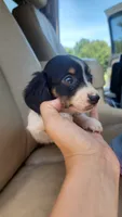 Female 1, a female Dachshund for sale in Mountain Grove, MO – 1 of 3