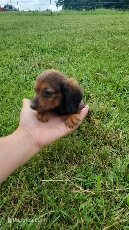 Male – Dachshund puppy for sale in Mountain Grove, MO