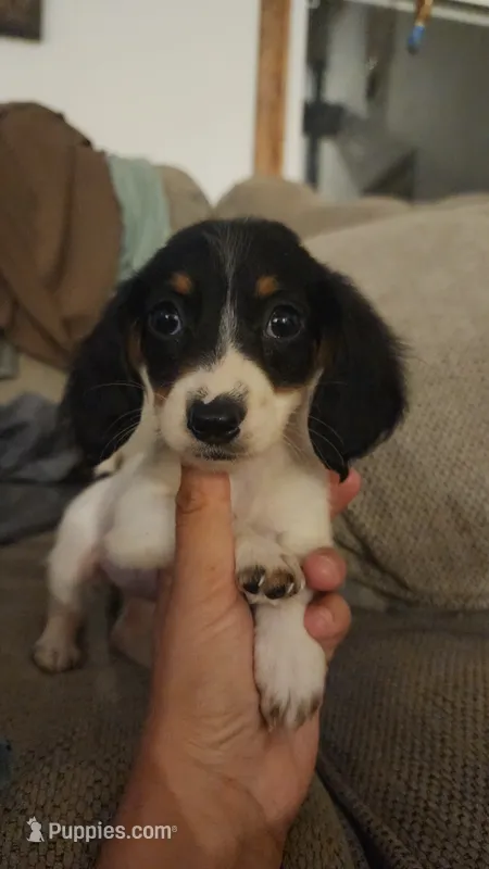 Female 1 – Dachshund puppy for sale in Mountain Grove, MO
