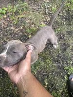 Gray , a female American Pit Bull Terrier for sale in Eatonton, GA – 2 of 4