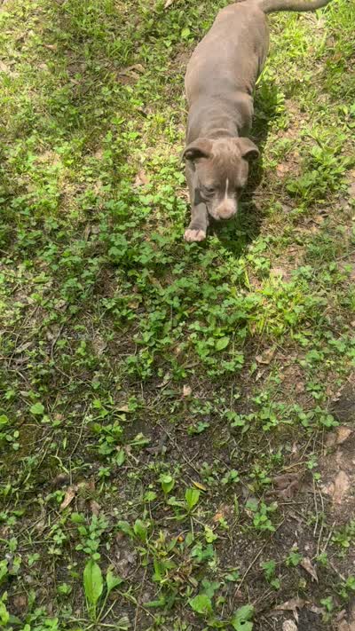 Blue, a female American Pit Bull Terrier for sale in Eatonton, GA – 2 of 3